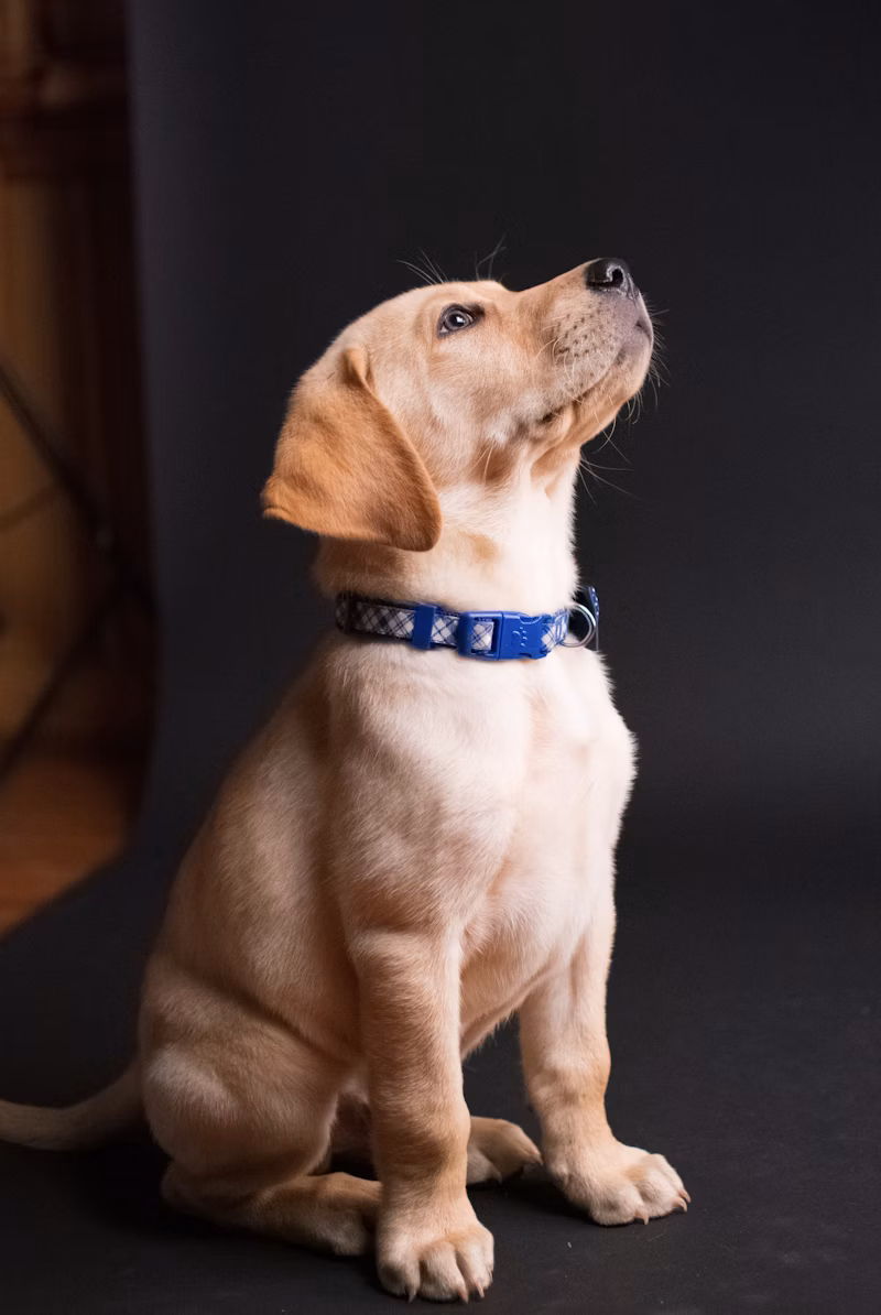 Dog photo