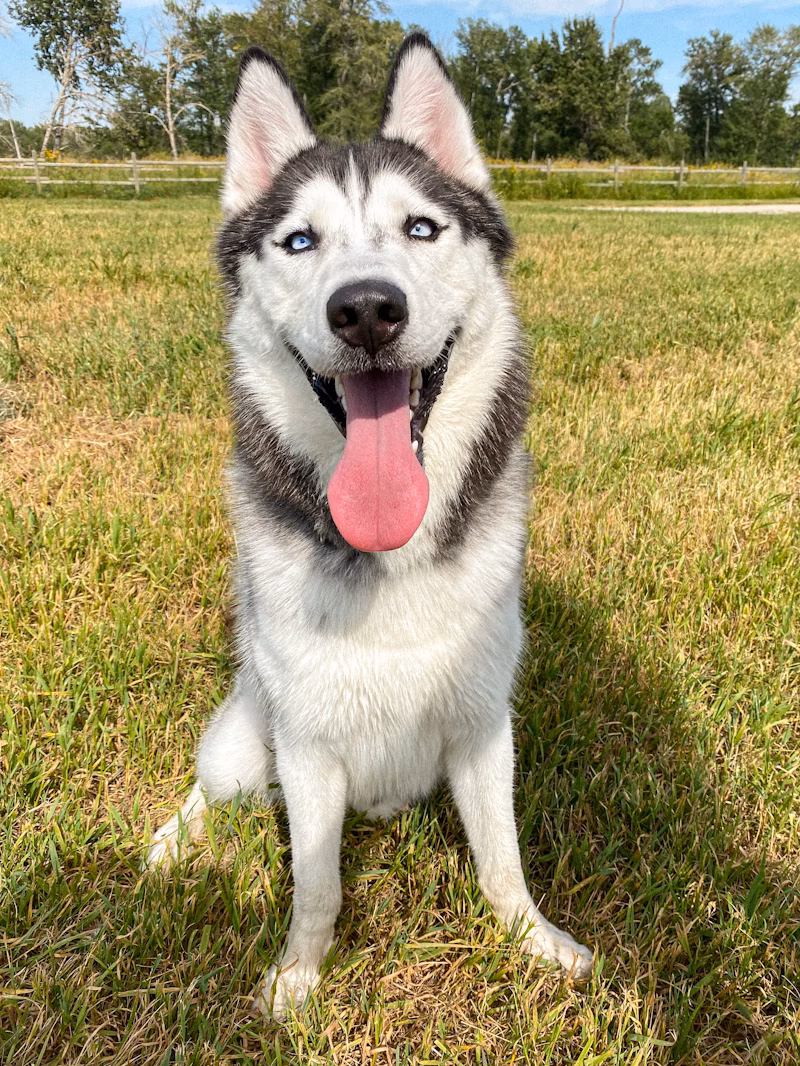 Dog photo